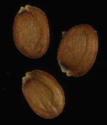 Cardamine exigua. Seeds.
 Image: P.B. Heenan © Landcare Research 2019 CC BY 3.0 NZ